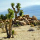 A Joshua tree in the desert near a rock formation.