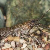 A photo of a slenderclaw crayfish sitting on a pile of small stones.