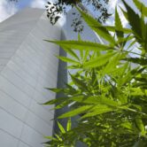 Cannabis plants grow outside Mexican Senate building