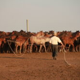 Farmer catching horses from a herd