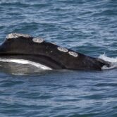 A North Atlantic right whale feeds on the surface of Cape Cod Bay.