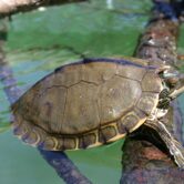 Pearl River map turtle