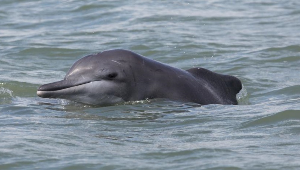 Atlantic Humpback Dolphin Moves Closer To Endangered Species Protection