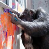 Chimpanzee Cheetah paints artwork at the Save the Chimps sanctuary in Fort Pierce, Fla.