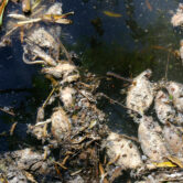 Dead, decomposing fish float in Las Villas river in Ayotlan, Mexico.