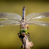 Dragonfly on a twig.