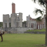 A wild horse grazes next to the ruins of the Dungeness mansion on Cumberland Island.