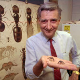 Edward O. Wilson poses for a portrait.
