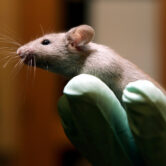 A technician holds a laboratory mouse.