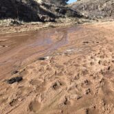 Hoof prints and cow pies along a degraded stream demonstrate ecological damage in the Arizona's Agua Fria National Monument.