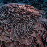 This photo shows corals shaped like roses off the coast of Tahiti.