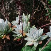 Succulents growing on a hillside.