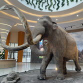 Model of Columbian mammoth