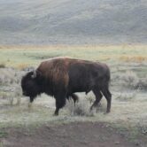 A buffalo grazing in Yellowstone National Park.