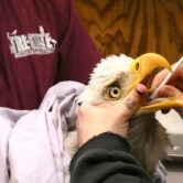 A bald eagle receives treatment at a non-profit in Delaware.