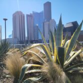 Cactus and prairie grass growing in a large, raised garden bed on the roof of a downtown Houston building