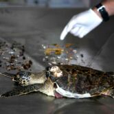 A Hawksbill sea turtle is displayed next to trash after an autopsy.