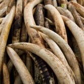 Elephant tusks are stacked in a pyre of ivory in Nairobi National Park.