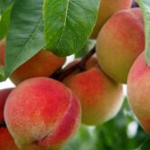 Peach farm