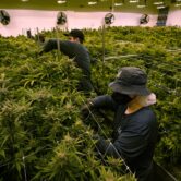 A marijuana grow room in Virginia