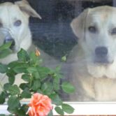 Two dogs stare out a window with a rosebush in the foreground.