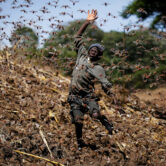 A boy swats away a swarm of locusts in Kenya.