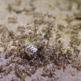 Tawny crazy ants swarm on a cobweb spider.