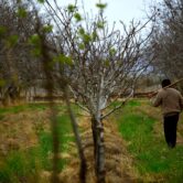 A farmworker tends an orchard.