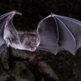 This photo shows a vampire bat in flight.