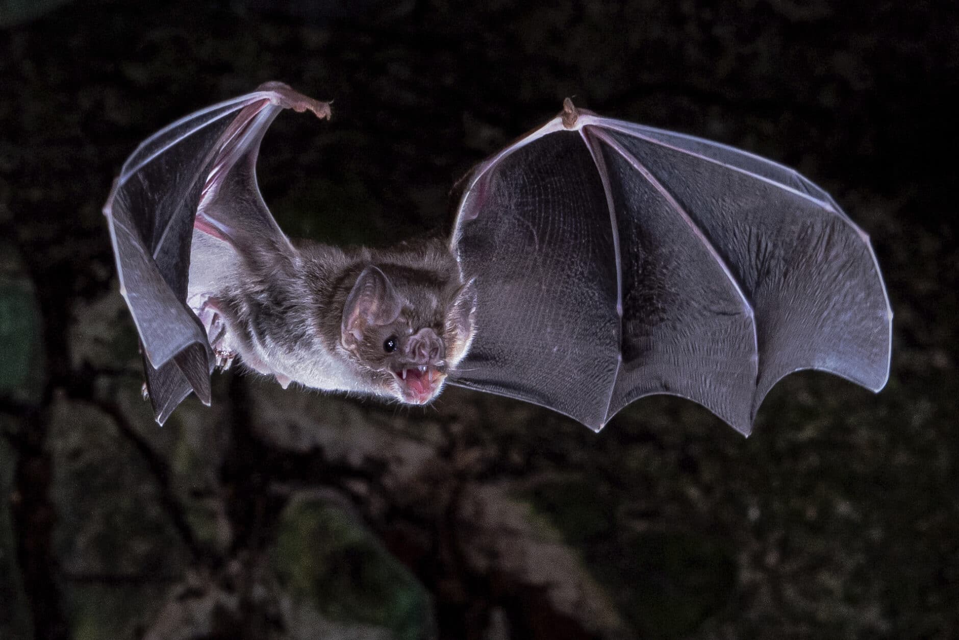 Scientists figure out how vampire bats got a taste for blood | Courthouse  News Service