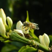 A lone bee sitting on the branch of a flowering coffee plant.