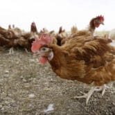 Cage-free chickens walk in a fenced pasture at an organic farm near Waukon, Iowa.