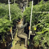 An employee trims weed plants at a grow house for a medical marijuana dispensary.