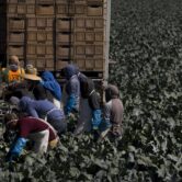 Farm workers picking broccoli.