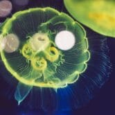 Colorful jellyfish.
