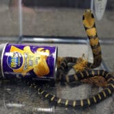A king cobra snake hidden in a potato chip can that was found in the mail in Los Angeles.