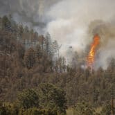 A tree ignites as the McBride Fire spills down a mountainside near Ruidoso, New Mexico.