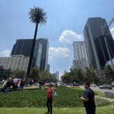 Mexico City residents taking photos of palm on Reforma