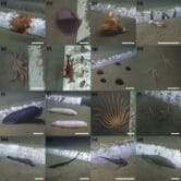 A collection of marine creatures
