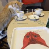 A cat finishes a cake in a cafe in Poland.