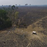 Cattle graze on land recently burned and deforested by cattle farmers in Brazil.