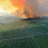A wildfire scores a field in France.