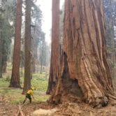 A worker raking next to a huge sequoia tree.
