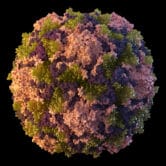 An illustration of a polio virus particle.