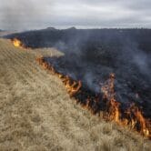 Grain fields burn in Ukraine