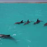 Four male dolphins pursuing a female dolphin