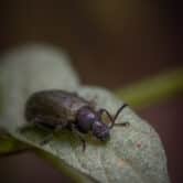 Adult beetle standing on leaf
