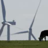A cow grazes in a pasture as wind turbines rise in the distance.