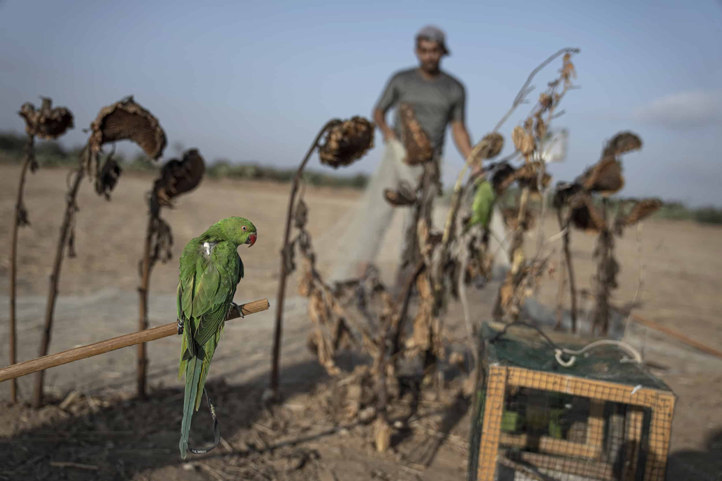 An exotic bird lures trappers to Gaza's tense frontier - Courthouse News Service
