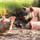 Pigs playing in mud on a farm.